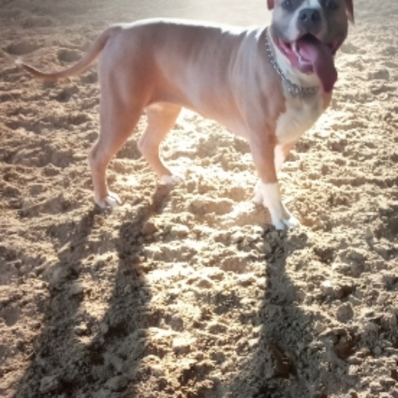 Meet your Posher, Macey - Picture 5 of 11